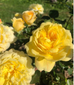 Саджанець троянди Ані Дюпрей