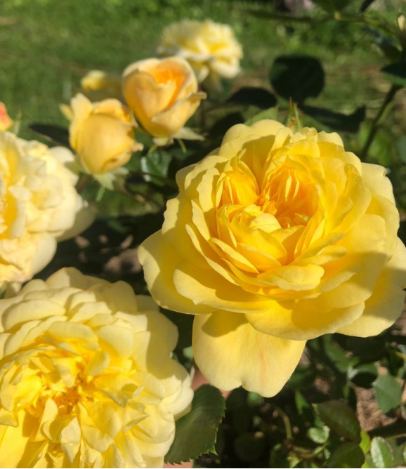 Саджанець троянди Ані Дюпрей