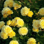 Саджанець троянди Ані Дюпрей