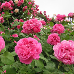 Саджанці троянди Поль Нейрон