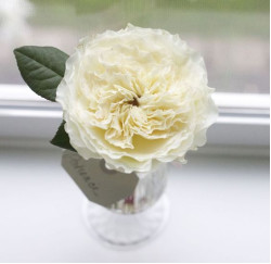 Саджанці троянди Пейшенс