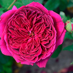 Саженцы розы Дарси Басселл