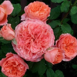 Саджанці троянди Мамі Дітьєр