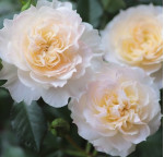 Саджанець троянди Надін Кселла-Річчі