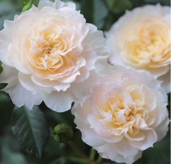 Саджанець троянди Надін Кселла-Річчі