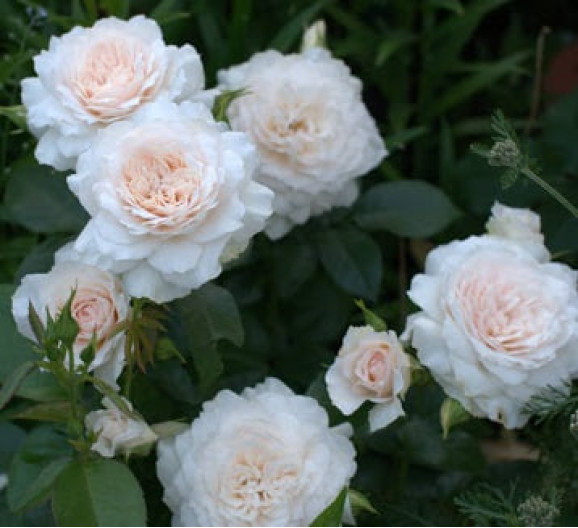 Саджанець троянди Надін Кселла-Річчі