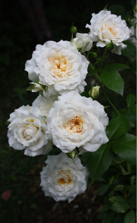 Саджанець троянди Надін Кселла-Річчі