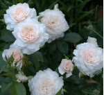 Саджанець троянди Надін Кселла-Річчі