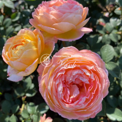 Саженцы розы Розоман Жанон