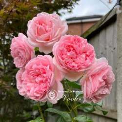 Саженцы розы Афродита