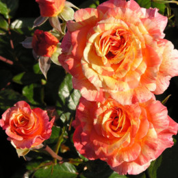 Саджанець троянди Мішель Ларок