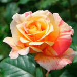 Саджанець троянди Мішель Ларок