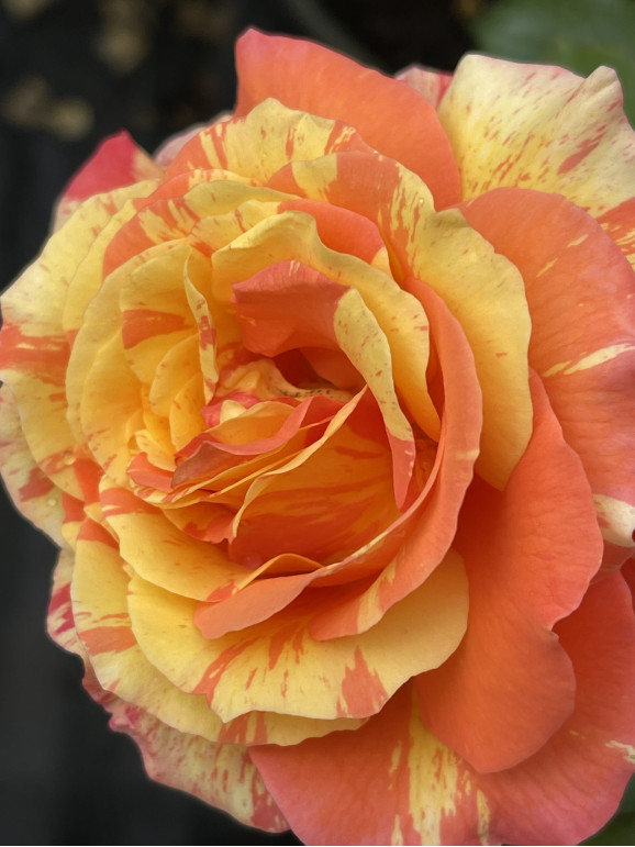 Саджанець троянди Мішель Ларок