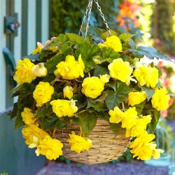 Клубни бегонии Pendula Cascade Yellow