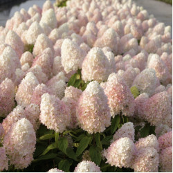 Саджанці гортензії волотистої Sweet Summer Magical (Світ Саммер Меджикал)