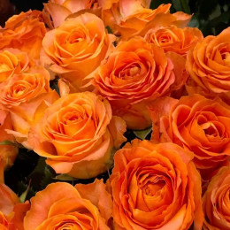 Саджанець троянди Оранж Краш