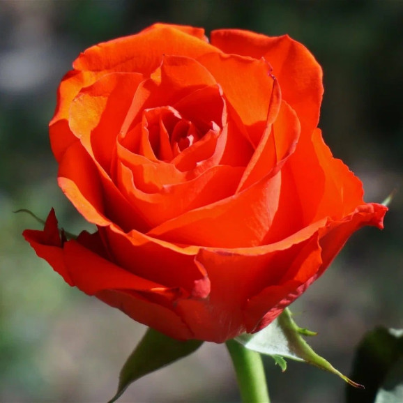 Саджанець троянди Оранж Краш