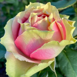 Саженцы розы Питахайя