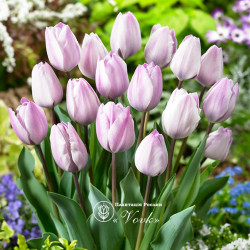 Луковицы тюльпана Jacuzzi