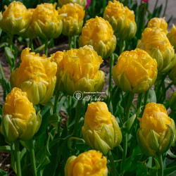 Луковицы тюльпана Vanille Coupe