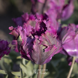 Луковицы тюльпана Parrot Negrita