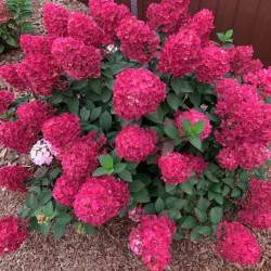 Саженцы гортензии метельчатой Framboisine Rensam (Фрамбуазин Ренсам / Самарская Лидия)