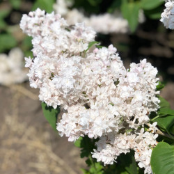 Саджанці бузку Аліса Харді