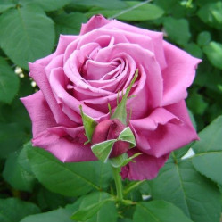 Саджанці троянди Клод Брассер