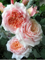 Саженцы розы Фестиваль де Жарден де Шомон