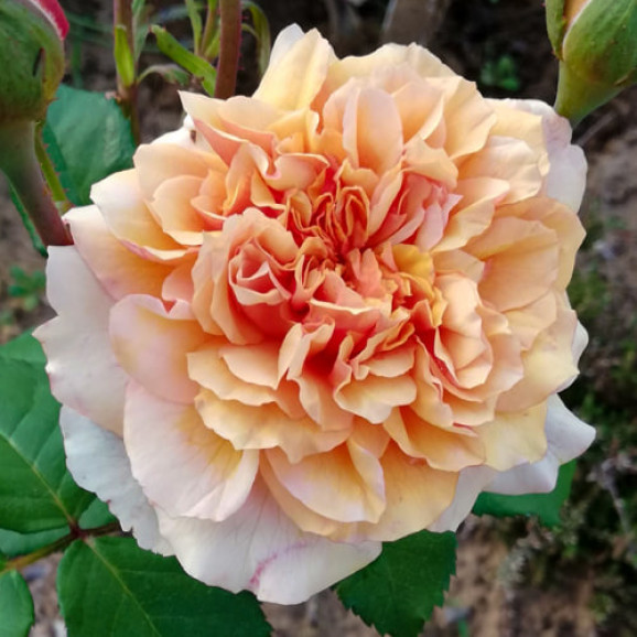 Саджанець троянди Фестиваль де Жарден де Шомон