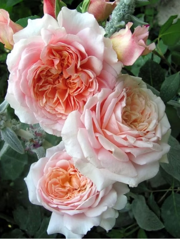 Саженцы розы Фестиваль де Жарден де Шомон