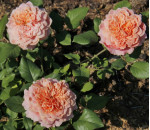 Саджанець троянди Фестиваль де Жарден де Шомон