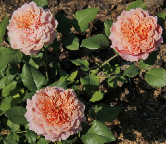 Саджанець троянди Фестиваль де Жарден де Шомон