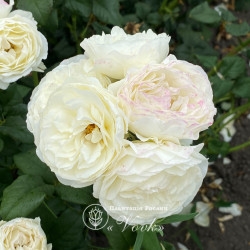 Саджанці троянди Кейра