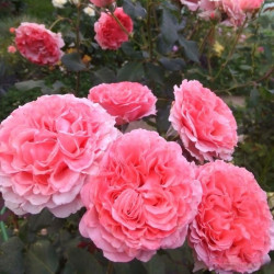 Саджанці троянди Лоран Каброль