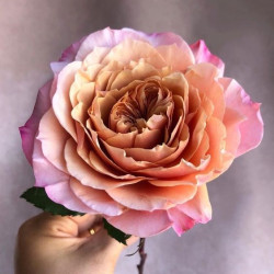 Саженцы розы Мияби