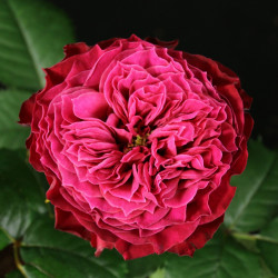 Саджанці троянди Мейджик Вувузела