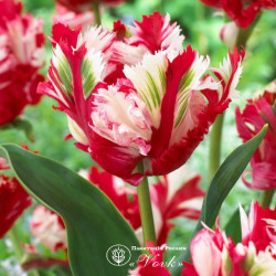 Цибулини тюльпану Estella Rijnveld