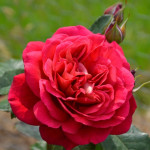 Саджанець троянди Мона Ліза