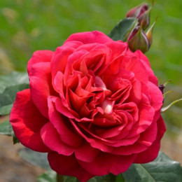 Саджанець троянди Мона Ліза