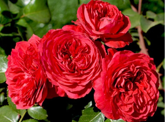 Саджанець троянди Мона Ліза