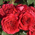 Саджанець троянди Мона Ліза