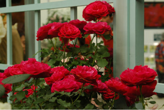 Саджанець троянди Мона Ліза