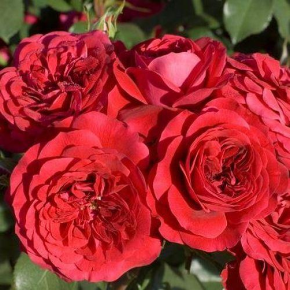 Саджанець троянди Мона Ліза