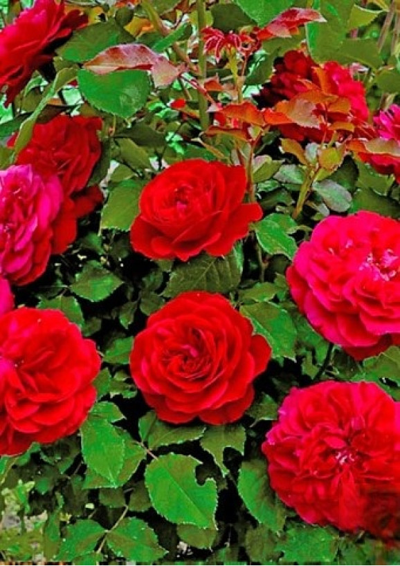 Саджанець троянди Мона Ліза