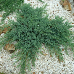 Саджанці ялівцю Glacier (Гласіер)