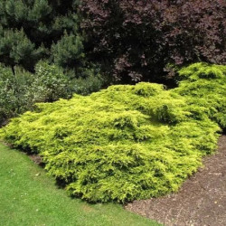  ​​​​​​​Саженцы можжевельника Gold Coast (Голд Кост)