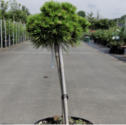 Саджанці сосни Low Glow (Лоу Глоу) на штамбі