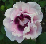 Саджанець троянди Айс фо Ю