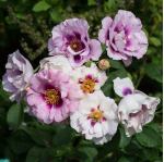 Саджанець троянди Айс фо Ю